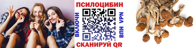 купить   Гатчина  Псилоцибиновые грибы ЛСД 
